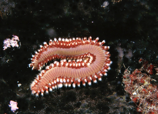  Hermodice carunculata (Bearded Fireworm)